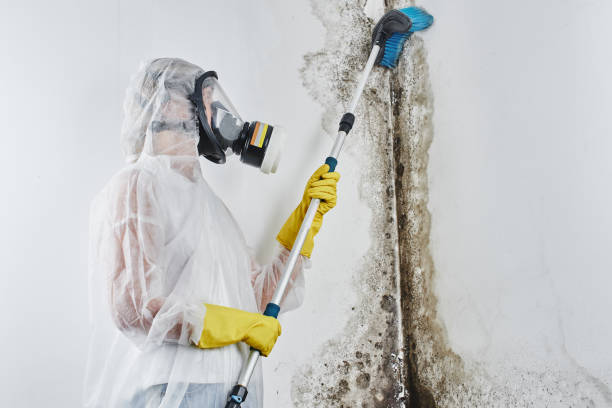 Why You Should Choose Our Mold Remediation Services in Ridgway, CO